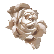 Rose Ruža - 植物 - 