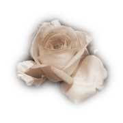 Rose Ruža - Plantas - 