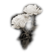 Rose Ruža  - Растения - 