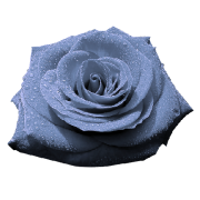 Rose Ruža  - Растения - 