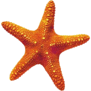 Morska zvijezda - 插图 - 