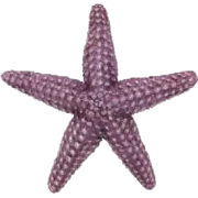 Morska zvijezda - Ilustrationen - 
