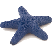 Morska zvijezda - Ilustrationen - 