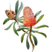 Australian Banksia Flower - 自然 - 