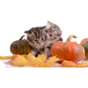 Autumn Cat - Животные - 