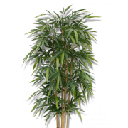 Bamboo shrub - Plants - 
