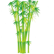 Bambus - Biljke - 