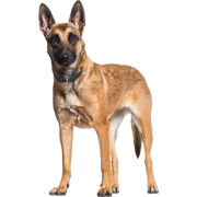 Belgian Malinois - Животные - 