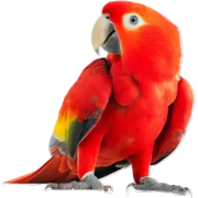 Bird - Životinje - 