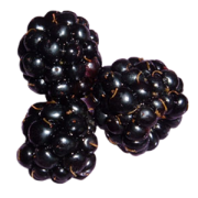 Blackberries - Comida - 