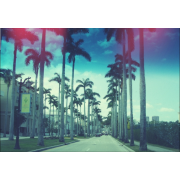 Palm Beach - Pozadine - 