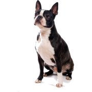 Boston Terrier - Tiere - 