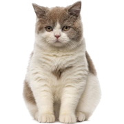British shorthair cat - Animales - 