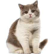 British shorthair cat - Animales - 