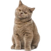 British shorthair cat - Animales - 