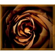 Brown Rose - My photos - 