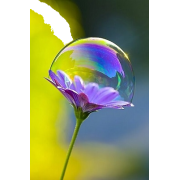 Bulle fleur - Illustrazioni - 