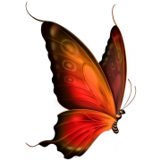 Butterfly  - 動物 - 