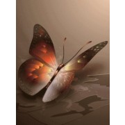 Butterfly - My photos - 