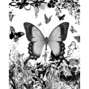 Butterfly - My photos - 