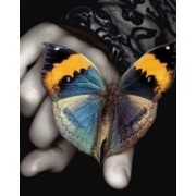 Butterfly - My photos - 