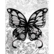 Butterfly - My photos - 