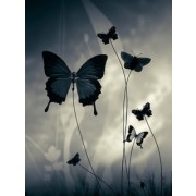 Butterfly - My photos - 