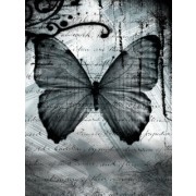 Butterfly - My photos - 