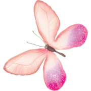 Butterfly - Natur - 