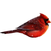 Cardinal - Животные - 