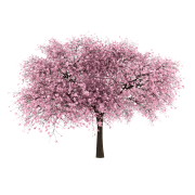 Cherry Blossom Tree - Pflanzen - 