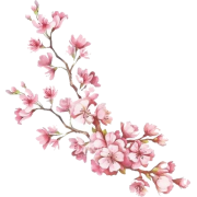 Cherry Blossoms - イラスト - 