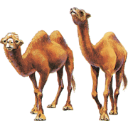 Camels - Tiere - 