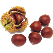 Chestnut - Rośliny - 