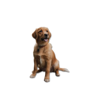 Dogs - 動物 - 