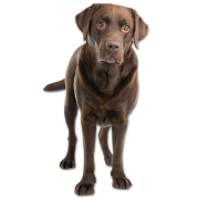 Dogs - 動物 - 