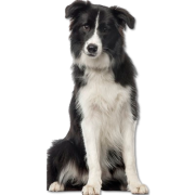 Dogs - 動物 - 