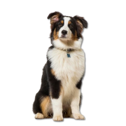 Dogs - 動物 - 