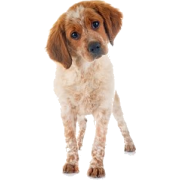 Epagneul Breton (French dog) - 动物 - 