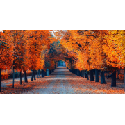 Fall - Nature - 