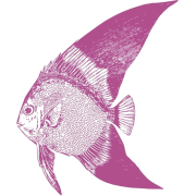 Fish - 插图 - 