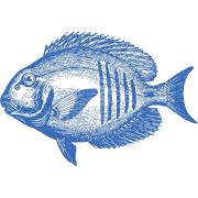 Fish - 插图 - 
