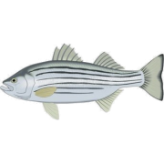 Fish - 插图 - 