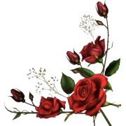 Flower - Piante - 