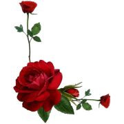 Flower - Piante - 