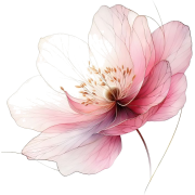 Flower - Piante - 