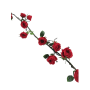 Flower - Piante - 