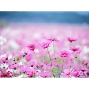 Flowers - Natural - 