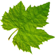 Grapevine Leaf - Plantas - 
