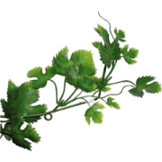 Grapevine Leaf - 植物 - 